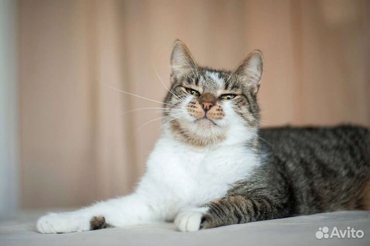Котик в добрые руки