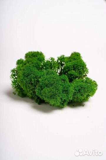 Стабилизированный мох ягель премиум