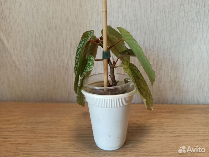 Бегония White ice