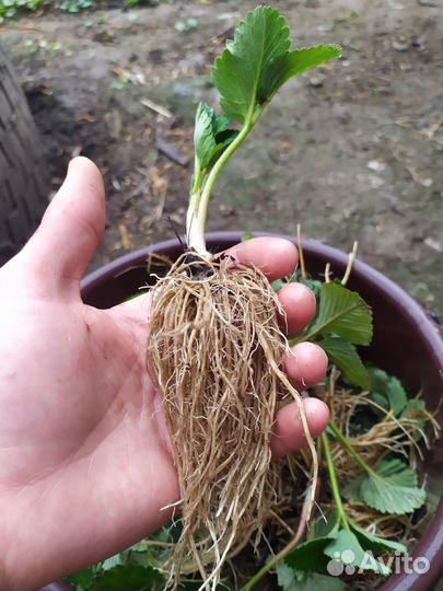 Рассада клубники (Саженцы клубники)