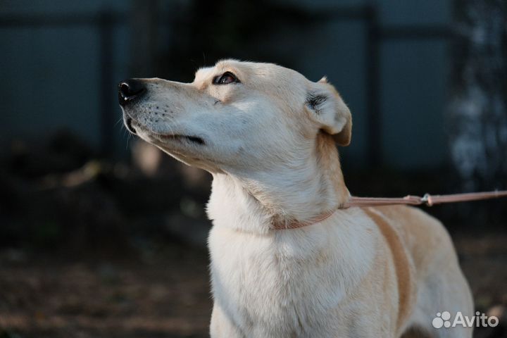 Маленькая собака бесплатно