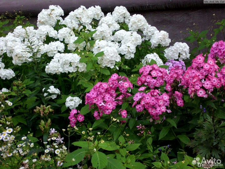 Флоксы многолетние