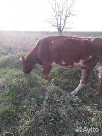 Коровы дойные молочные