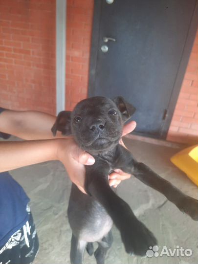 Щенки питбуля черные