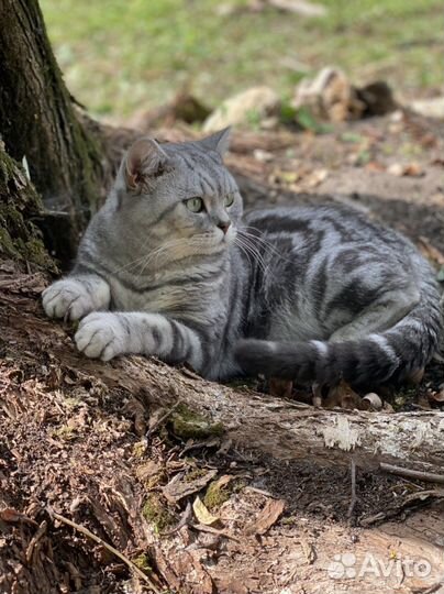 Шотландский кот вязка