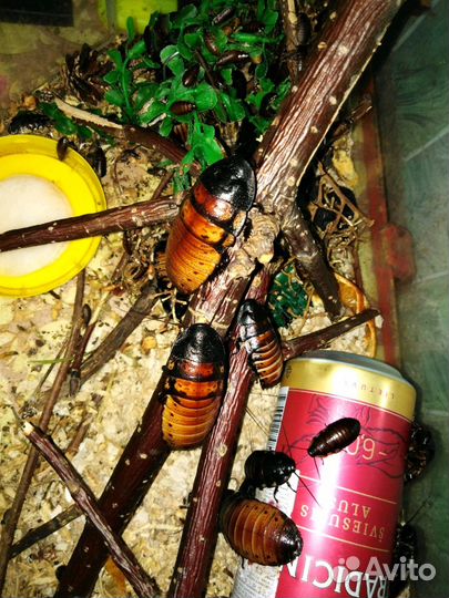 Мадагаскарский Таракан