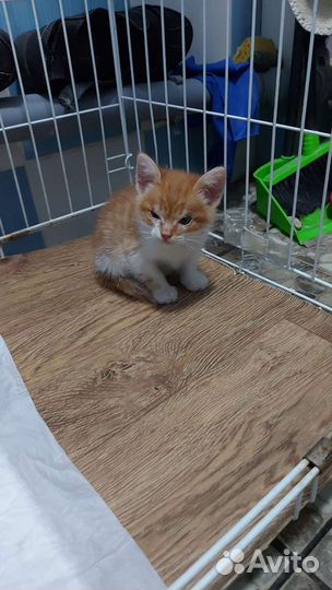 Кошки в добрые руки бесплатно