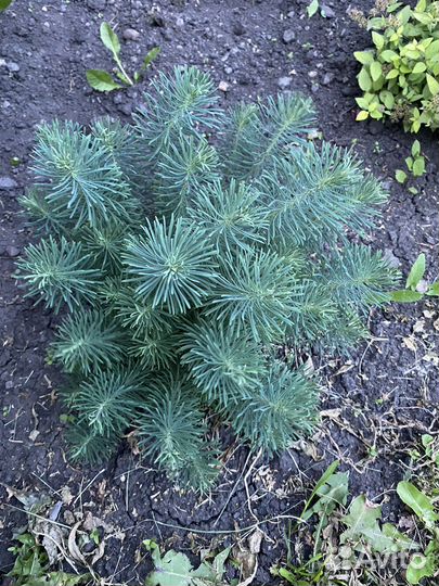 Многолетние цветы и озеленения