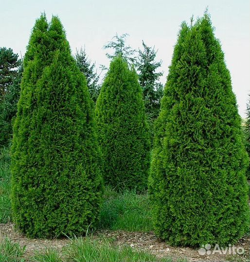 Туя смарагд саженцы