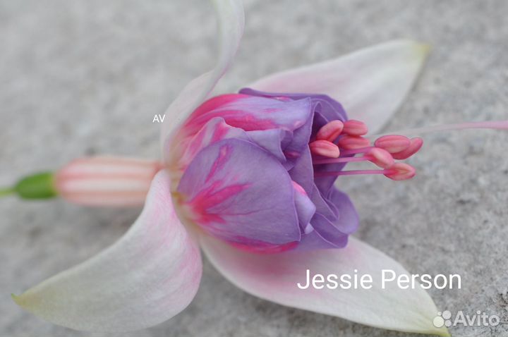 Фуксия сортовая