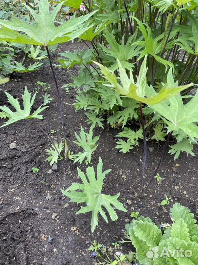 Бузульник и Дицентра