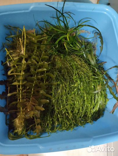 Растения много видов