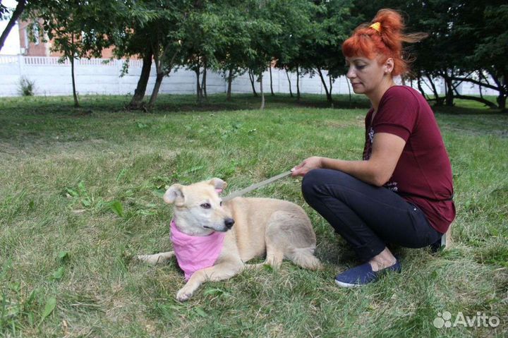 Помогите собаке познать любовь