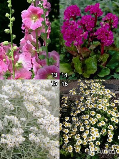 Многолетние садовые цветы для сада