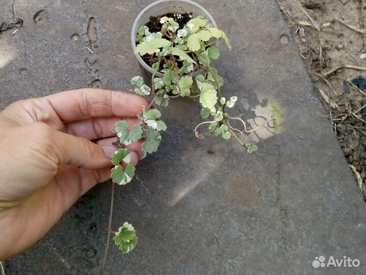 Растения для сада