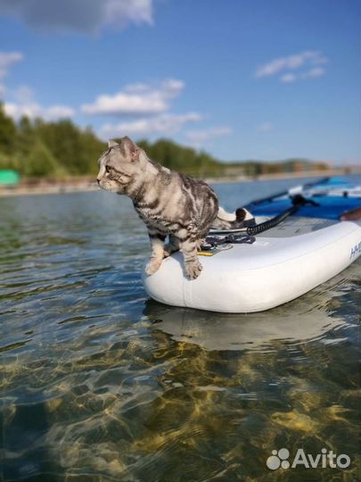 Шотландский кот вязка