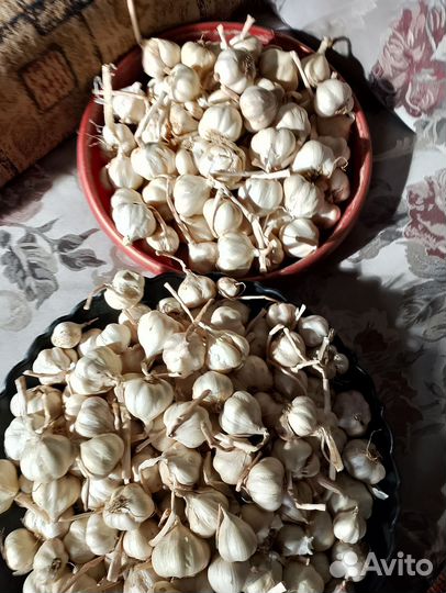Чеснок летний