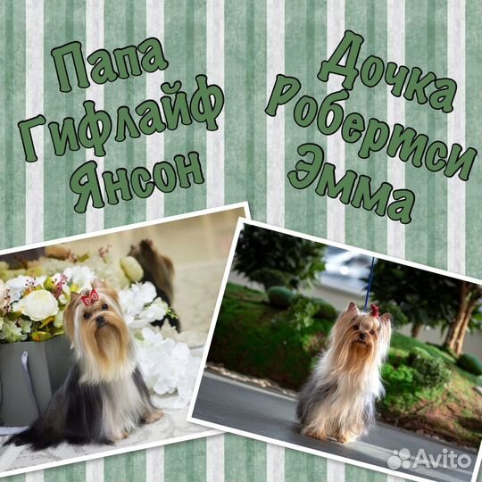Продам щенков йоркширского терьера