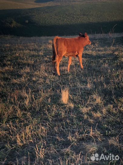 Корова дойная с теленком