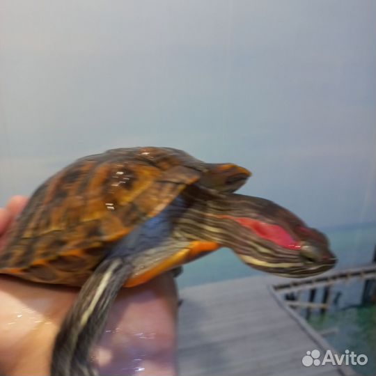 Красноухая черепаха