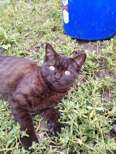Котенок ищет дом