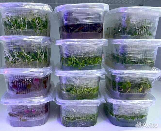 Меристемные растения