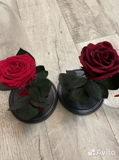 Роза в Колбе