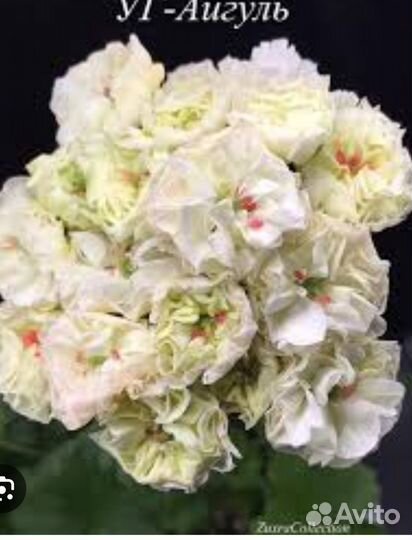 Пелоргония Айгуль