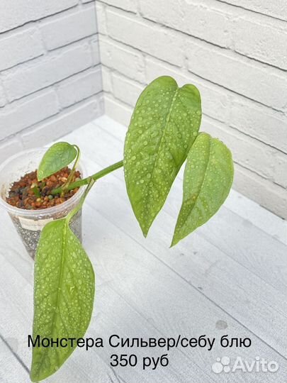 Монстеры, сциндапсусы, эпипремнумы