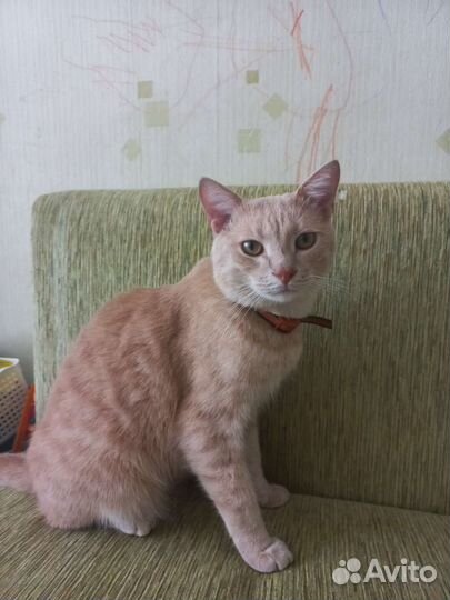 Котик в добрые руки