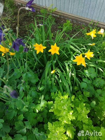 Лилейник низкорослый. многолетние растения