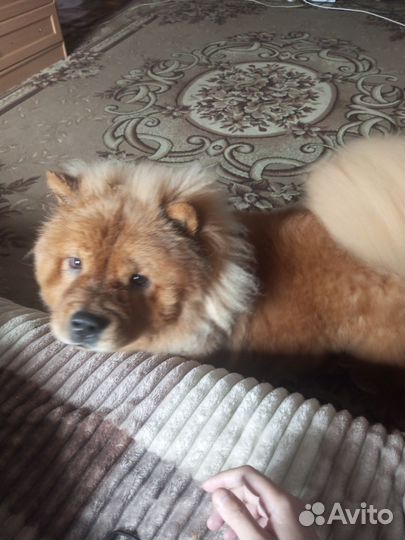 Чау-чау вязка