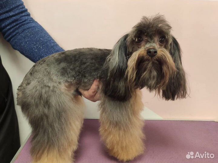 Груминг. Стрижка, вычес котов и собак с выездом