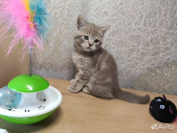 Котята шотландцы