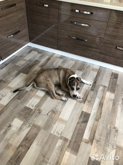 Гостиница для собак