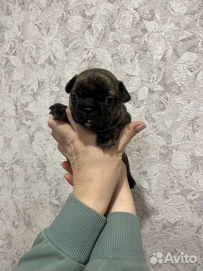 Французский бульдог