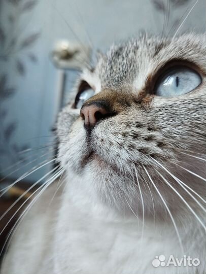Тайская кошечка