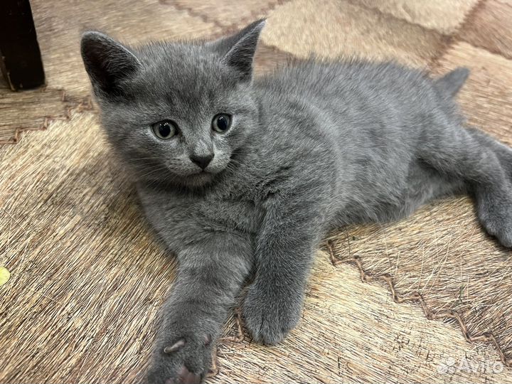 Котята бесплатно
