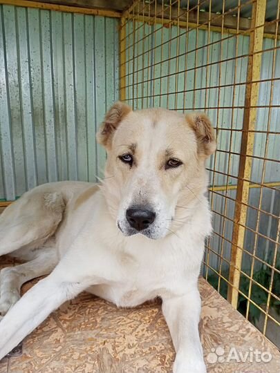 Отдаем среднеазиатскую овчарку девочку в дар