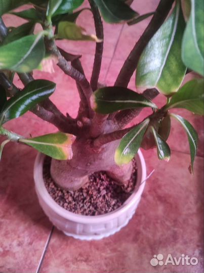 Adenium thai socotranum diamond crown