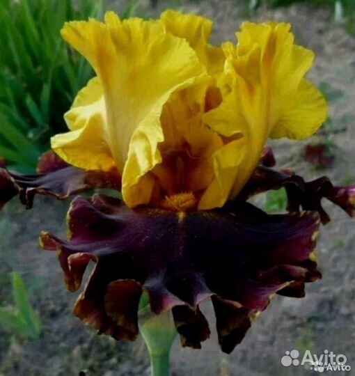 Многолетние растения