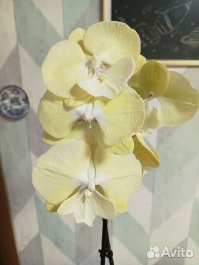 Орхидея биглип Лимончелло