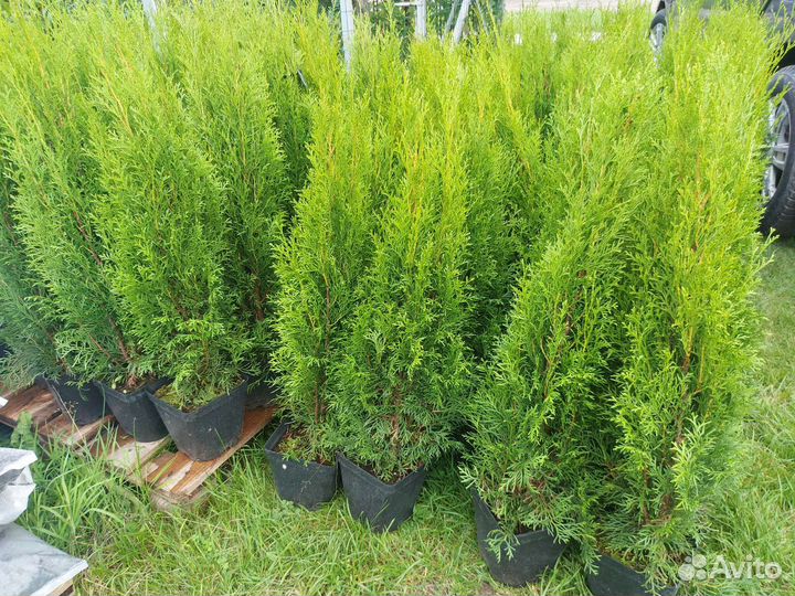 Туя смарагд