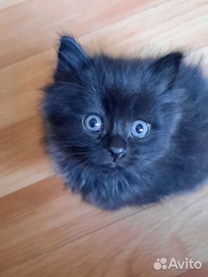 Котенок