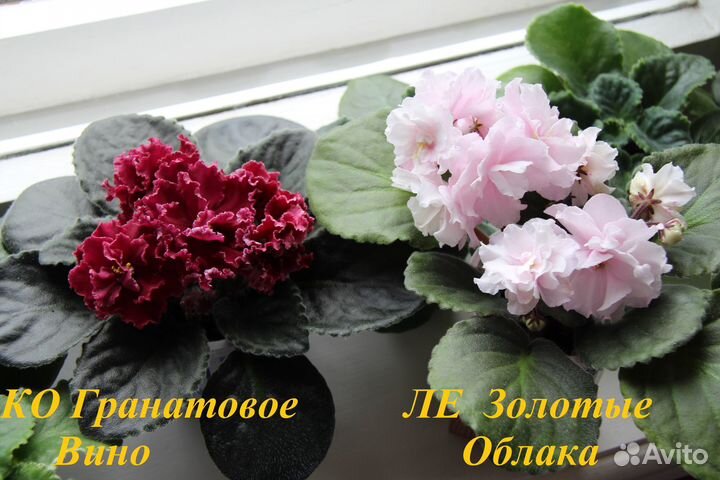 Фиалки
