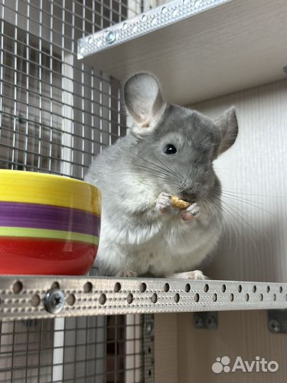 Шиншиллы от 0 до 10лет