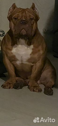 Американский булли покет вязка