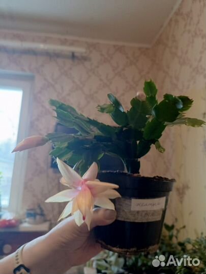 Декабрист желто- розовый