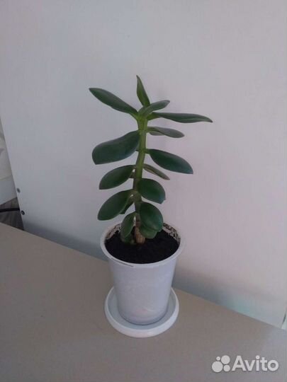 Толстянка (крассула, живое дерево)