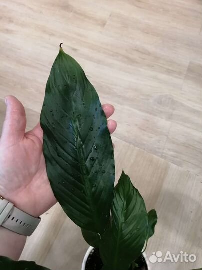 Спатифиллум